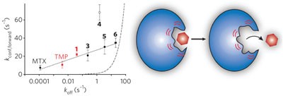 Evidence for dynamics in proteins as a mechanism for ligand dissociation