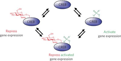 Dynamic <i>O</i>-GlcNAc modification regulates CREB-mediated gene expression and memory formation