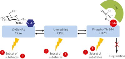 Regulation of CK2 by phosphorylation and O-GlcNAcylation revealed by semisynthesis