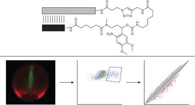 Spatiotemporal resolution of the Ntla transcriptome in axial mesoderm development