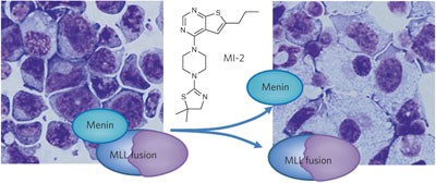 Menin-MLL inhibitors reverse oncogenic activity of MLL fusion proteins in leukemia