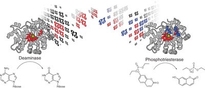 Computational redesign of a mononuclear zinc metalloenzyme for organophosphate hydrolysis