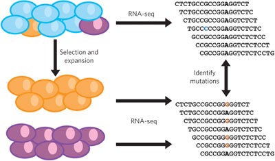 Using transcriptome sequencing to identify mechanisms of drug action and resistance