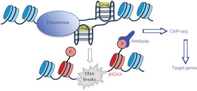 Small-molecule–induced DNA damage identifies alternative DNA structures in human genes