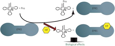 Halofuginone and other febrifugine derivatives inhibit prolyl-tRNA synthetase
