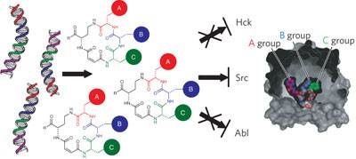 Highly specific, bisubstrate-competitive Src inhibitors from DNA-templated macrocycles