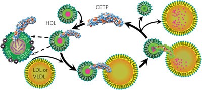 Structural basis of transfer between lipoproteins by cholesteryl ester transfer protein
