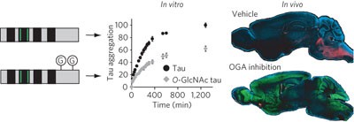 Increasing <i>O</i>-GlcNAc slows neurodegeneration and stabilizes tau against aggregation
