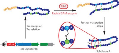 The radical SAM enzyme AlbA catalyzes thioether bond formation in subtilosin A