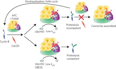 An APC/C inhibitor stabilizes cyclin B1 by prematurely terminating ubiquitination