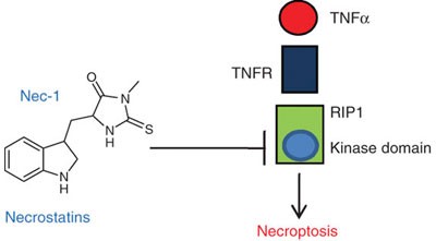 Identification of RIP1 kinase as a specific cellular target of necrostatins