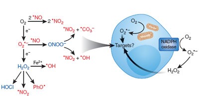 Reconciling the chemistry and biology of reactive oxygen species