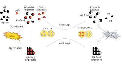Metal swap between Zn<sub>7</sub>-metallothionein-3 and amyloid-β–Cu protects against amyloid-β toxicity