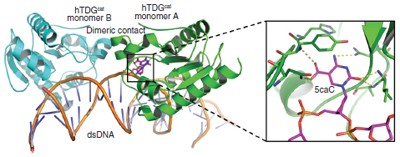 Thymine DNA glycosylase specifically recognizes 5-carboxylcytosine-modified DNA