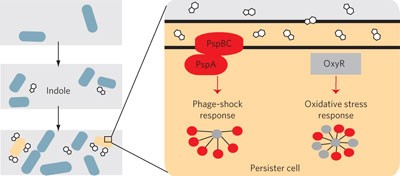 Signaling-mediated bacterial persister formation