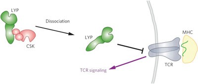 LYP inhibits T-cell activation when dissociated from CSK