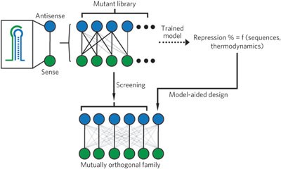 Rationally designed families of orthogonal RNA regulators of translation