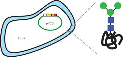 An engineered eukaryotic protein glycosylation pathway in <i>Escherichia coli</i>