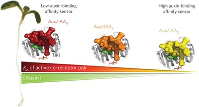 A combinatorial TIR1/AFB–Aux/IAA co-receptor system for differential sensing of auxin