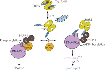 Trp-tRNA synthetase bridges DNA-PKcs to PARP-1 to link IFN-γ and p53 signaling