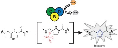 YcaO domains use ATP to activate amide backbones during peptide cyclodehydrations