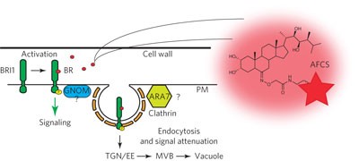 Fluorescent castasterone reveals BRI1 signaling from the plasma membrane