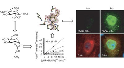 A potent mechanism-inspired O-GlcNAcase inhibitor that blocks phosphorylation of tau <i>in vivo</i>