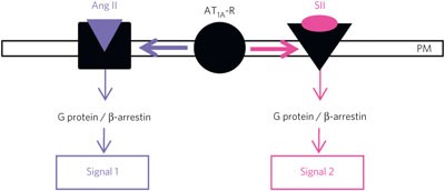 Deciphering biased-agonism complexity reveals a new active AT<sub>1</sub> receptor entity