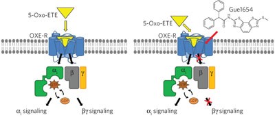 A biased ligand for OXE-R uncouples Gα and Gβγ signaling within a heterotrimer