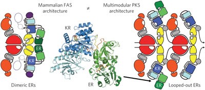 Divergence of multimodular polyketide synthases revealed by a didomain structure