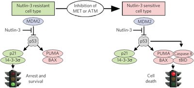 ATM and MET kinases are synthetic lethal with nongenotoxic activation of p53