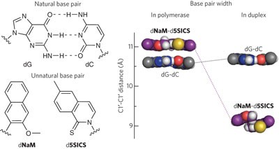 KlenTaq polymerase replicates unnatural base pairs by inducing a Watson-Crick geometry