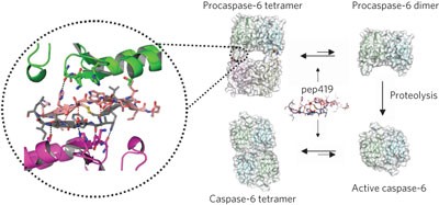 Allosteric peptides bind a caspase zymogen and mediate caspase tetramerization
