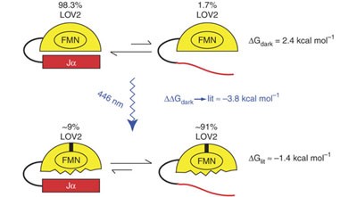 Estimation of the available free energy in a LOV2-Jα photoswitch