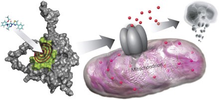 Direct and selective small-molecule activation of proapoptotic BAX