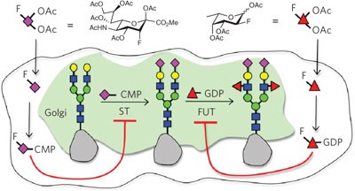 Global metabolic inhibitors of sialyl- and fucosyltransferases remodel the glycome