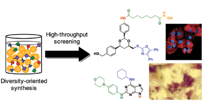 Diversity-oriented synthesis: exploring the intersections between chemistry and biology