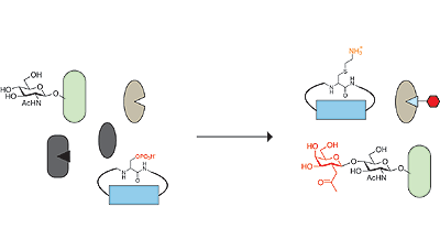 Assignment of protein function in the postgenomic era