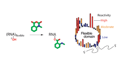 RNA flexibility in the dimerization domain of a gamma retrovirus