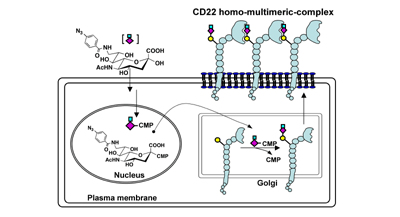 Homomultimeric complexes of CD22 in B cells revealed by protein-glycan cross-linking