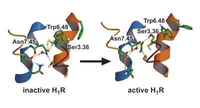 Linking agonist binding to histamine H<sub>1</sub> receptor activation