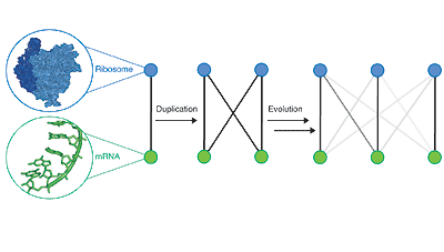 A network of orthogonal ribosome·mRNA pairs