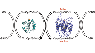 Thioredoxin catalyzes the S-nitrosation of the caspase-3 active site cysteine