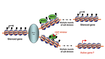 Identification of a specific inhibitor of the histone methyltransferase SU(VAR)3-9