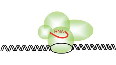 Inhibiting gene expression at transcription start sites in chromosomal DNA with antigene RNAs