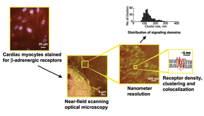 Imaging nanometer domains of β-adrenergic receptor complexes on the surface of cardiac myocytes