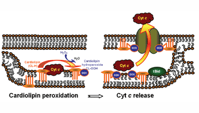 Cytochrome <i>c</i> acts as a cardiolipin oxygenase required for release of proapoptotic factors