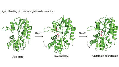 Evolution of glutamate interactions during binding to a glutamate receptor