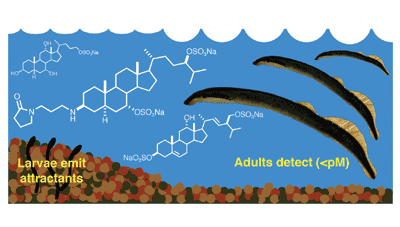 Mixture of new sulfated steroids functions as a migratory pheromone in the sea lamprey