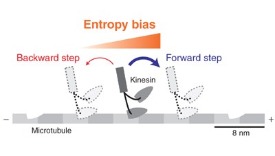 Entropy rectifies the Brownian steps of kinesin